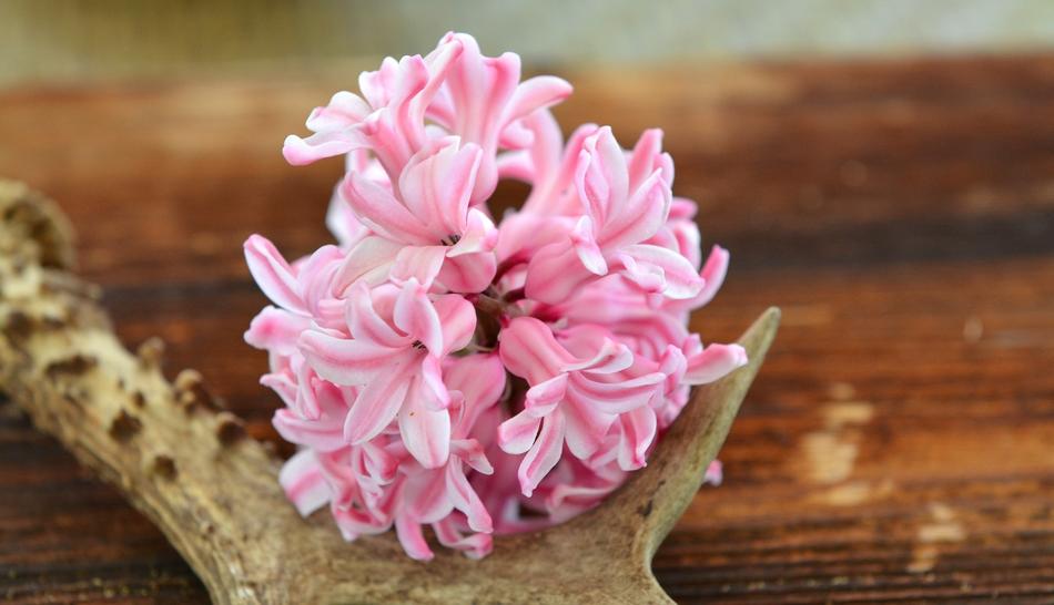 pink Hyacinth Antler on Wood at Spring