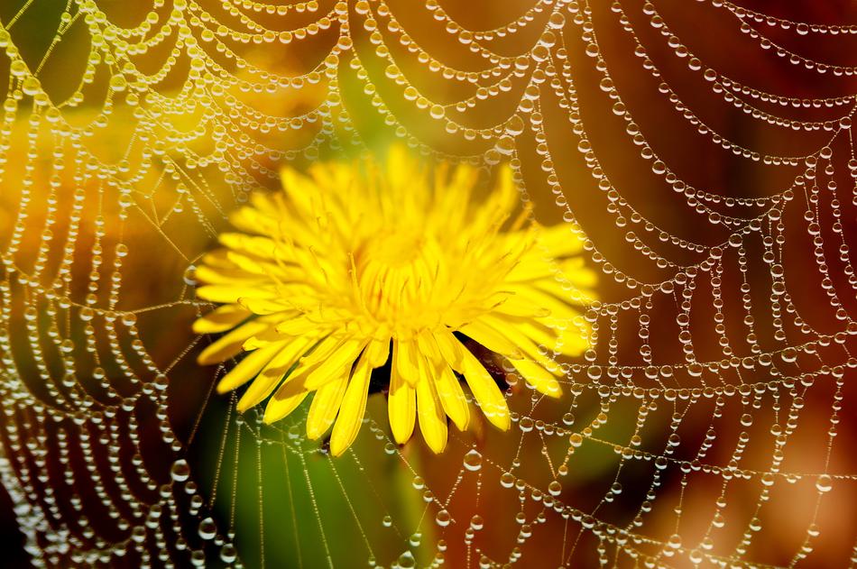 dew on the web and yellow dandelion