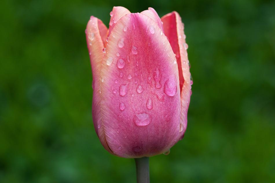 Flower Tulip Blossom