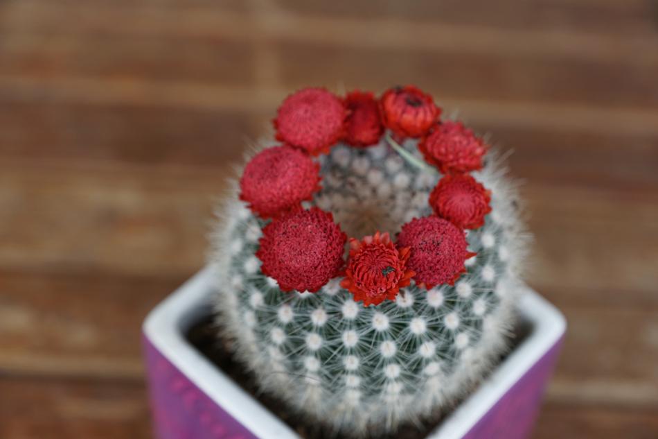 beautiful flowers on cactus needles.