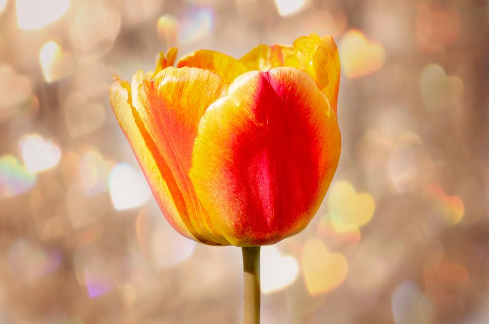 Tulip Flower Blossom