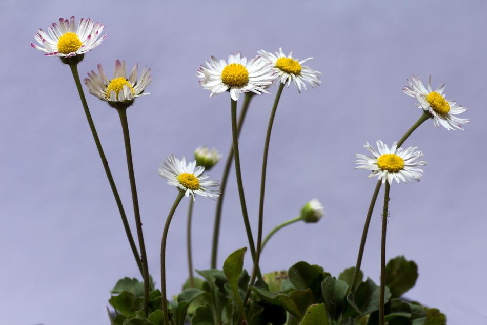 Flower Daisy stems