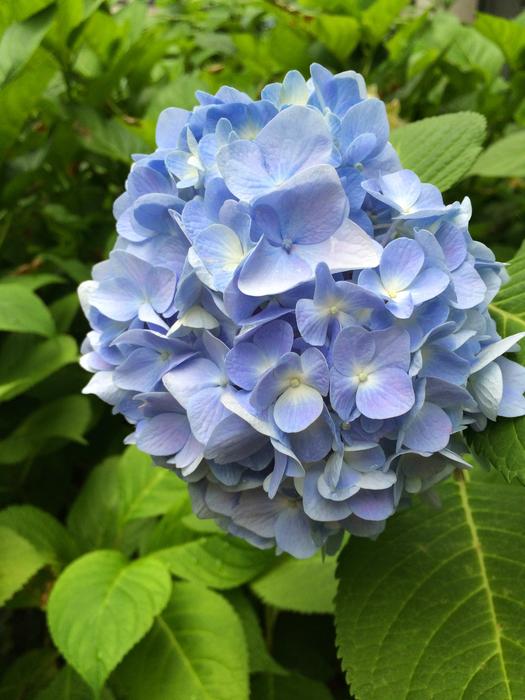 Hydrangea Blue Blossom and green leaves