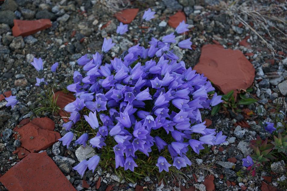 Greenlandic Bellflower Greenland