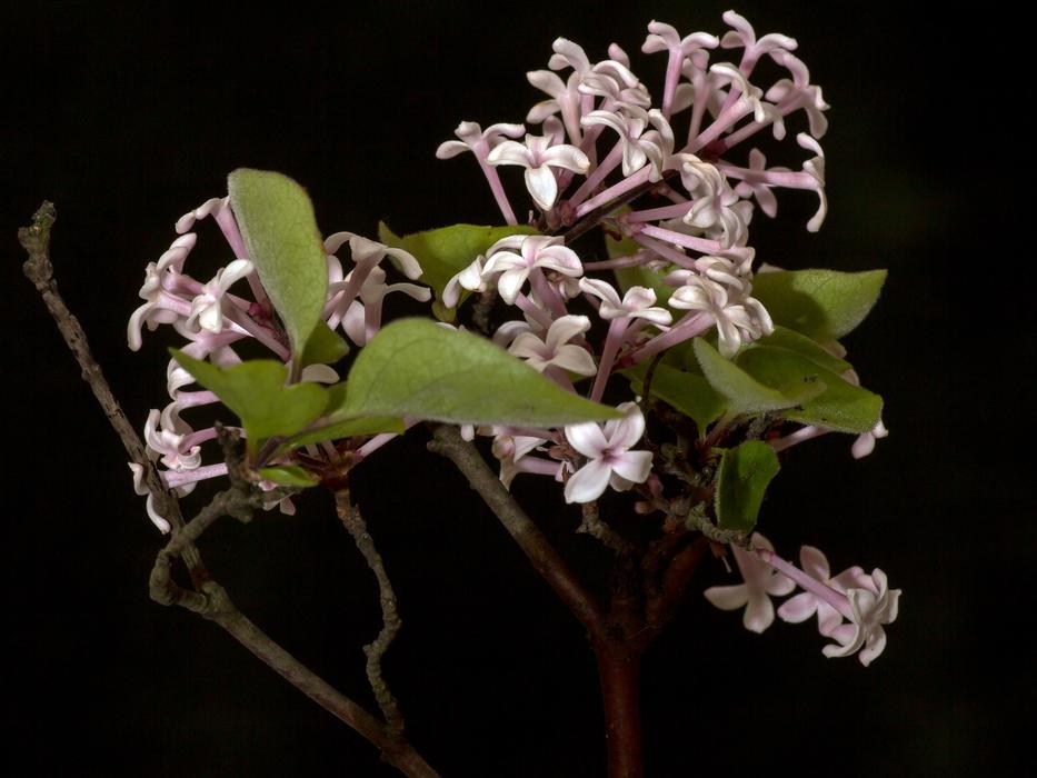 Lilac twigs with fragrant Blossoms