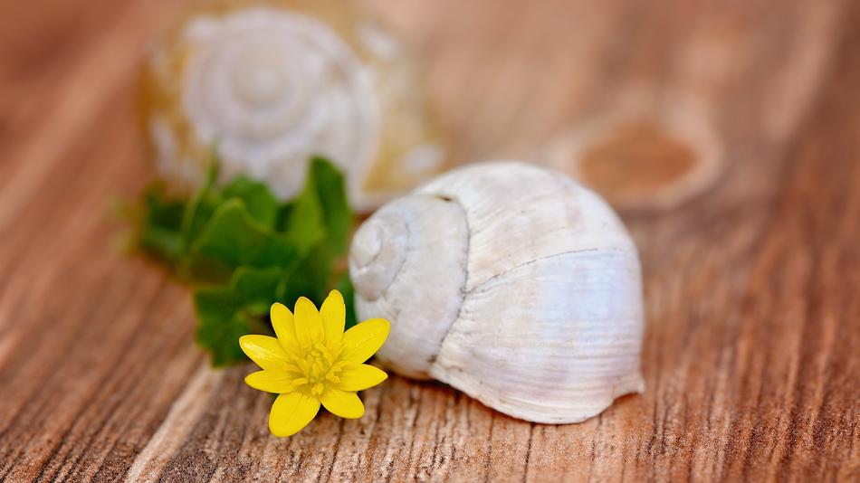 Celandine Flower Blossom