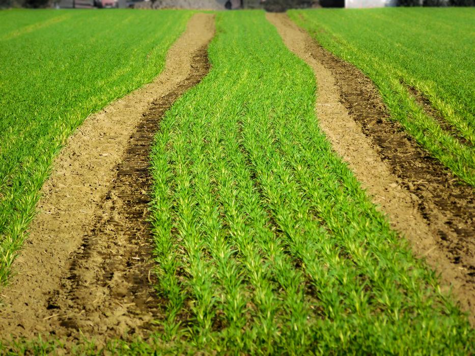 Arable Field Cereals