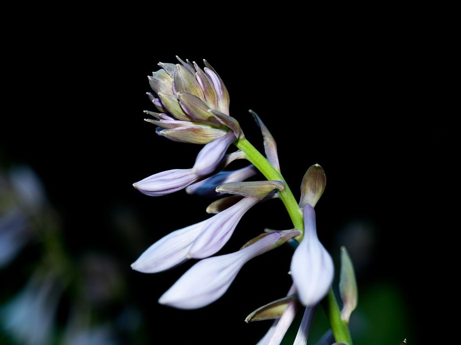 Plantain Lily Blossom on a dark blurred background