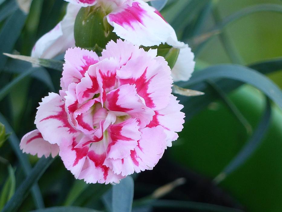 Carnation Flower Spring