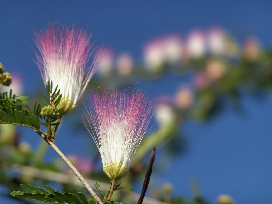 Blossom Bloom Jamaica