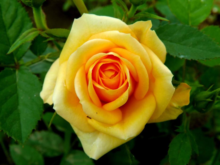 Close-up of the beautiful, gradient, orange and yellow rose flower among the green leaves