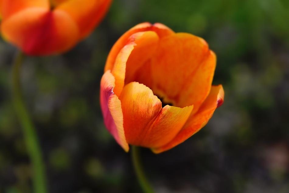 orange tulips in blurred background