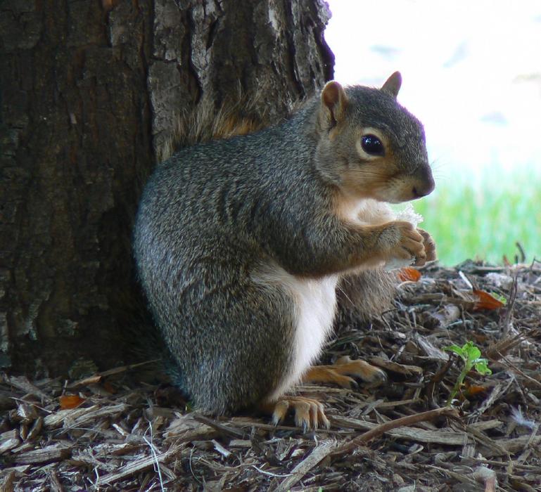 cute squirrel near a tree pole