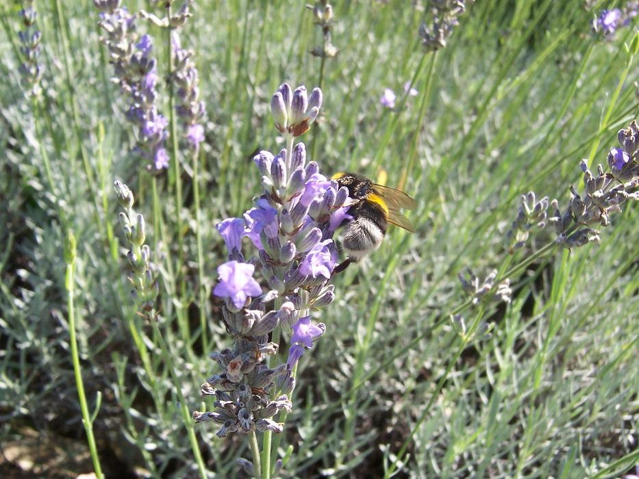 Lavender Bourdon Forage flowers