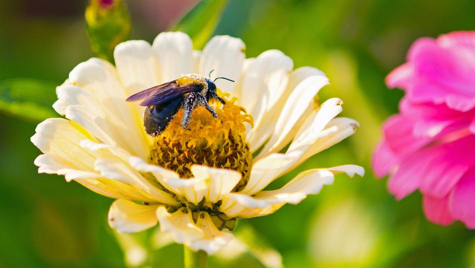 bee feeding on zinnia Flower