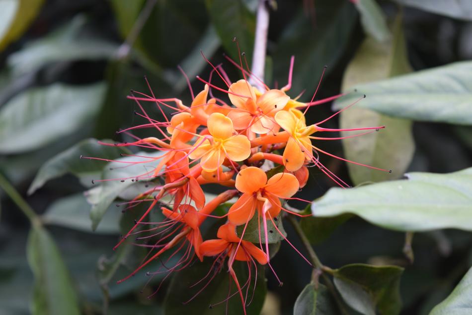 Asoka Flower Saraca in India