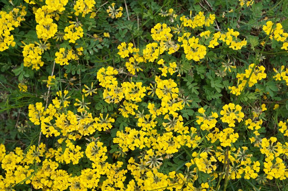 yellow beautiful flowers in the grass