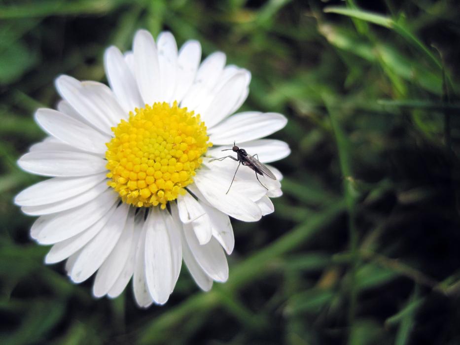 Flower Daisy Mosquito