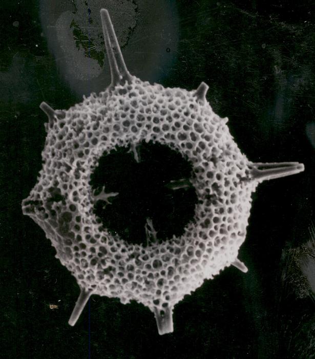 Radiolarian Plankton Fossil