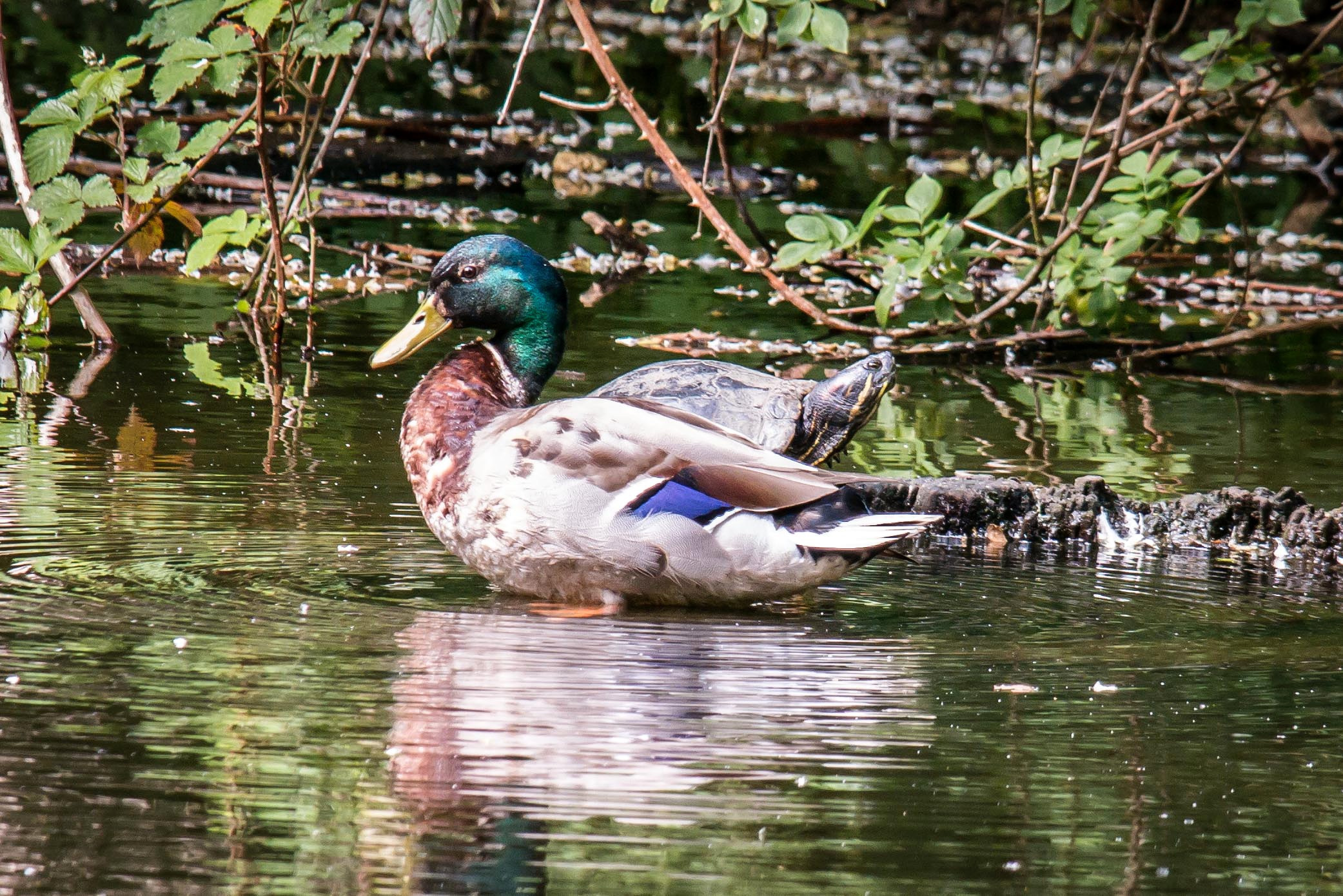 Duck Turtle Mallard Water free image download