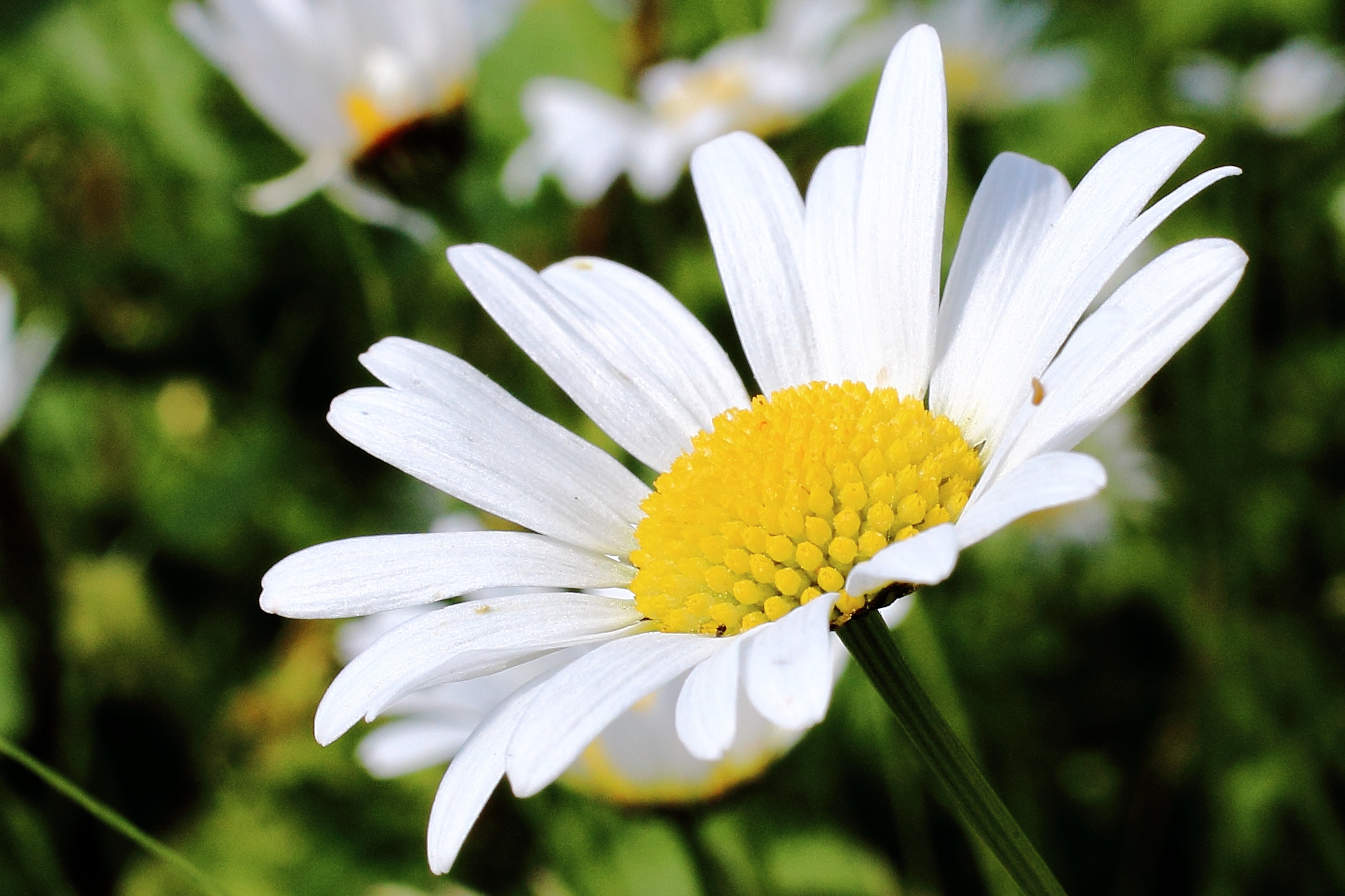 Daisy Blossom Bloom free image download
