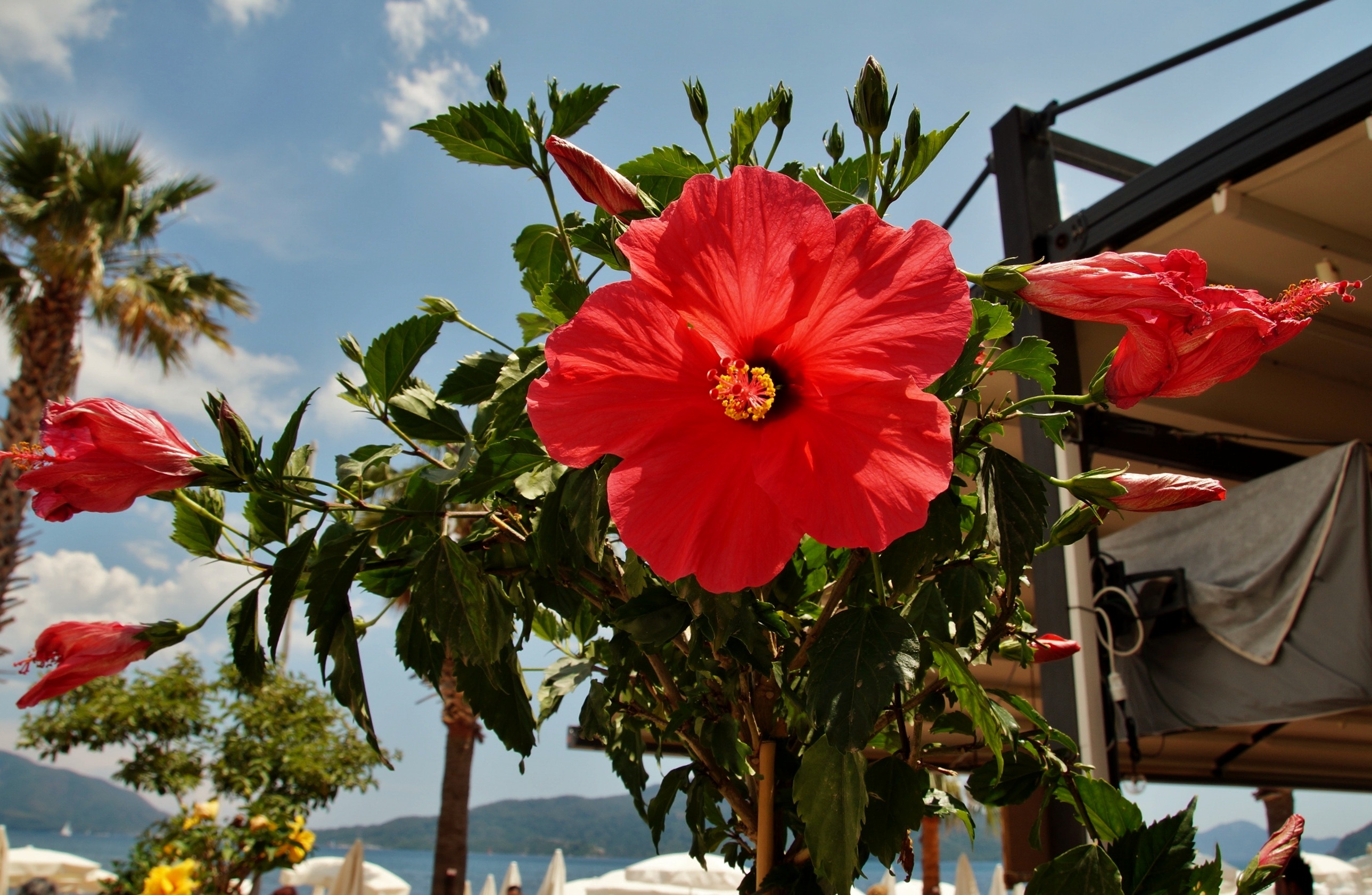 hibiscus-plant-with-red-flowers-in-a-flower-bed-free-image-download