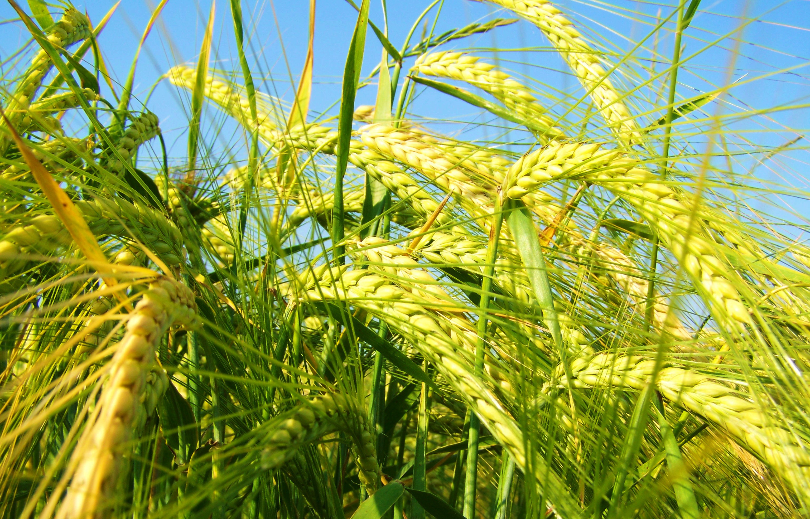 Yellowing Of The Barley Grain free image download