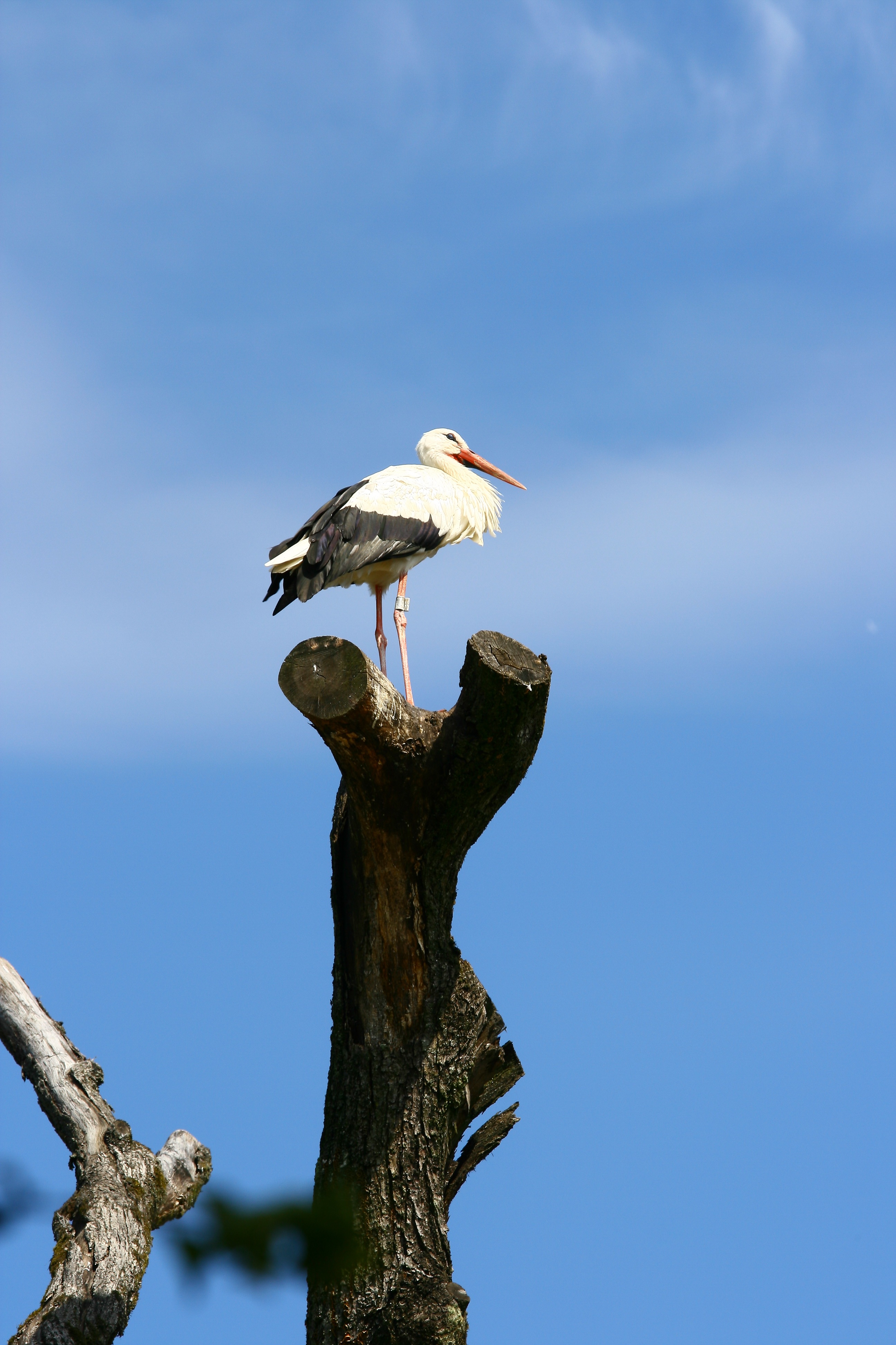 Stork Tree Freedom free image download