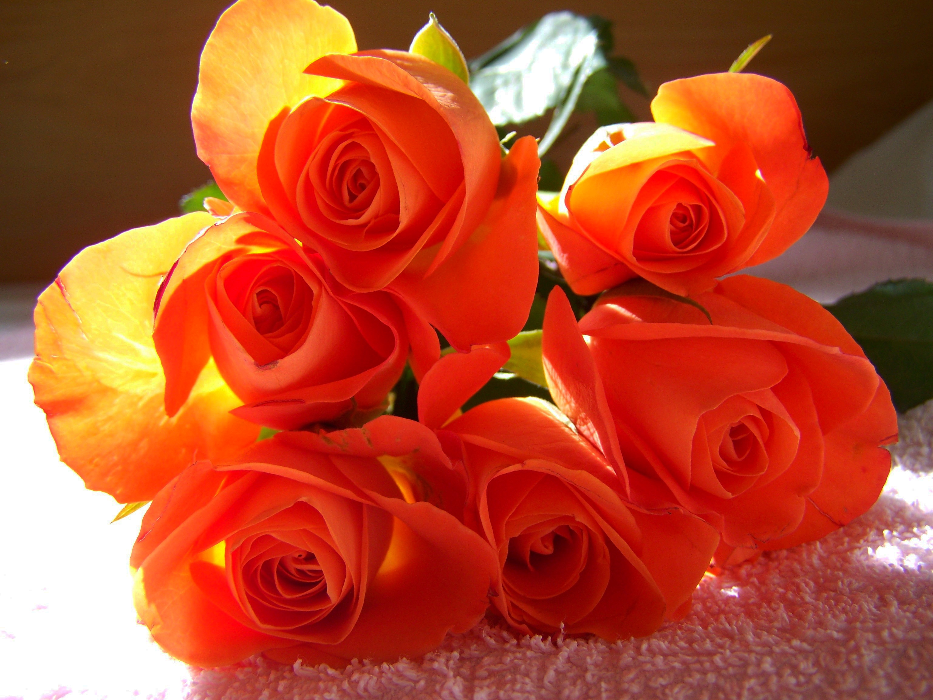Оранжево Красные Розы