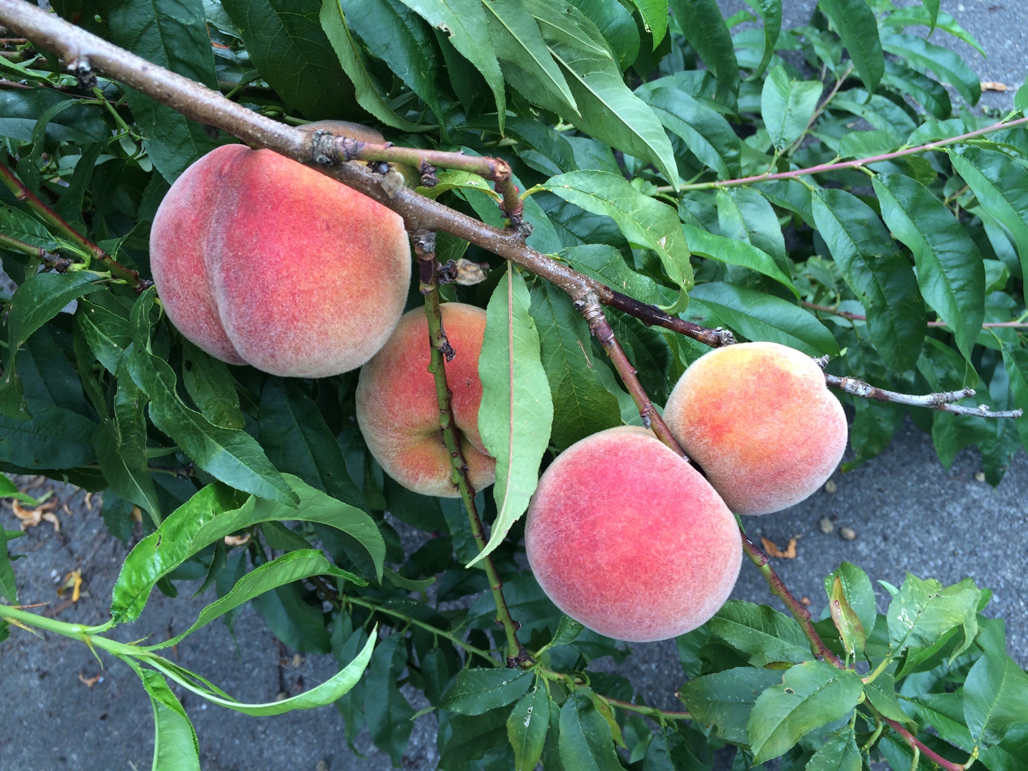 Ripe Peaches free image download