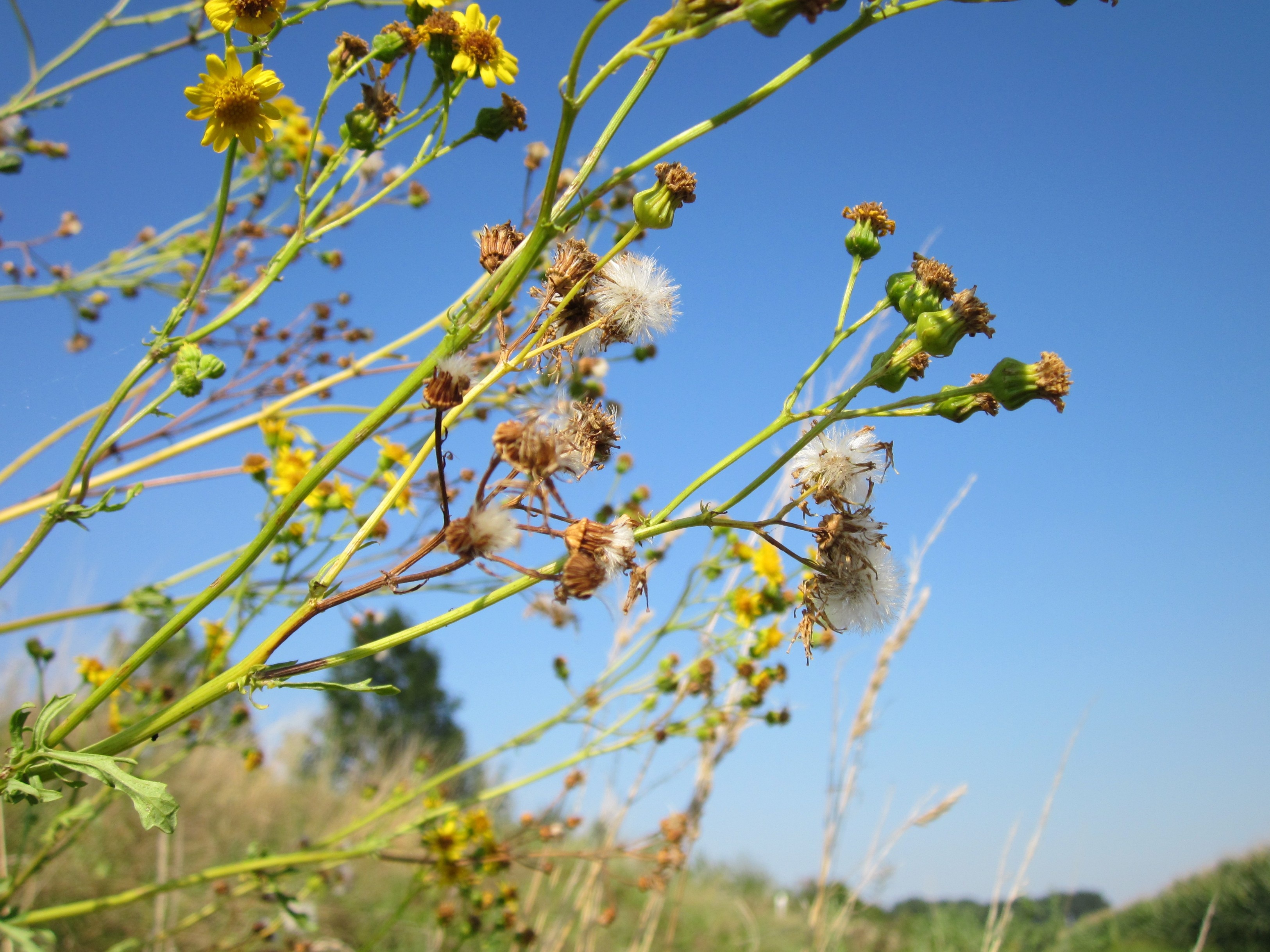 Jacobaea Vulgaris Ragwort Benweed free image download