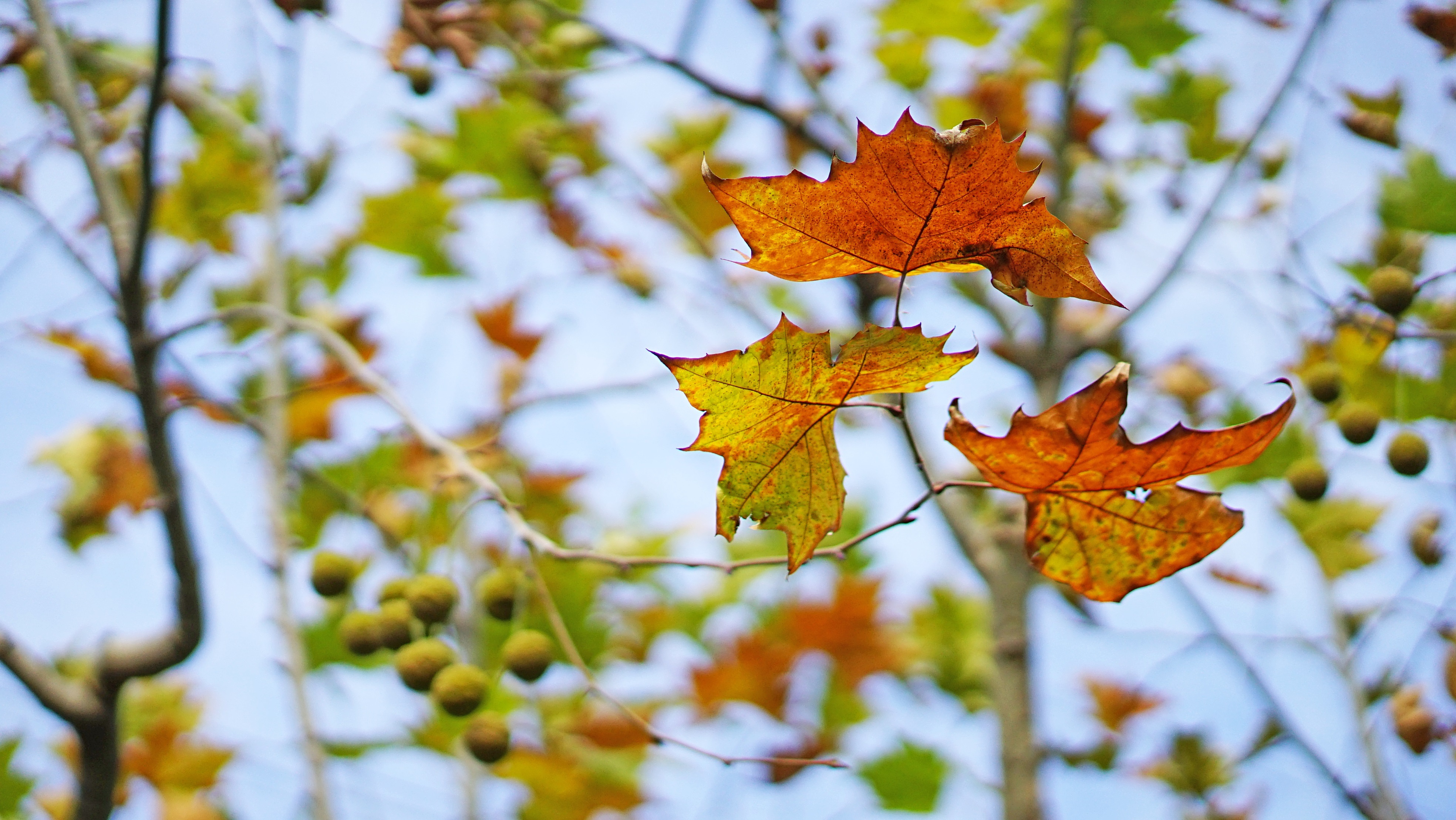 Днем листья были. Осень листья фото в ясную погоду. Leaves. Сколько дней в осени.