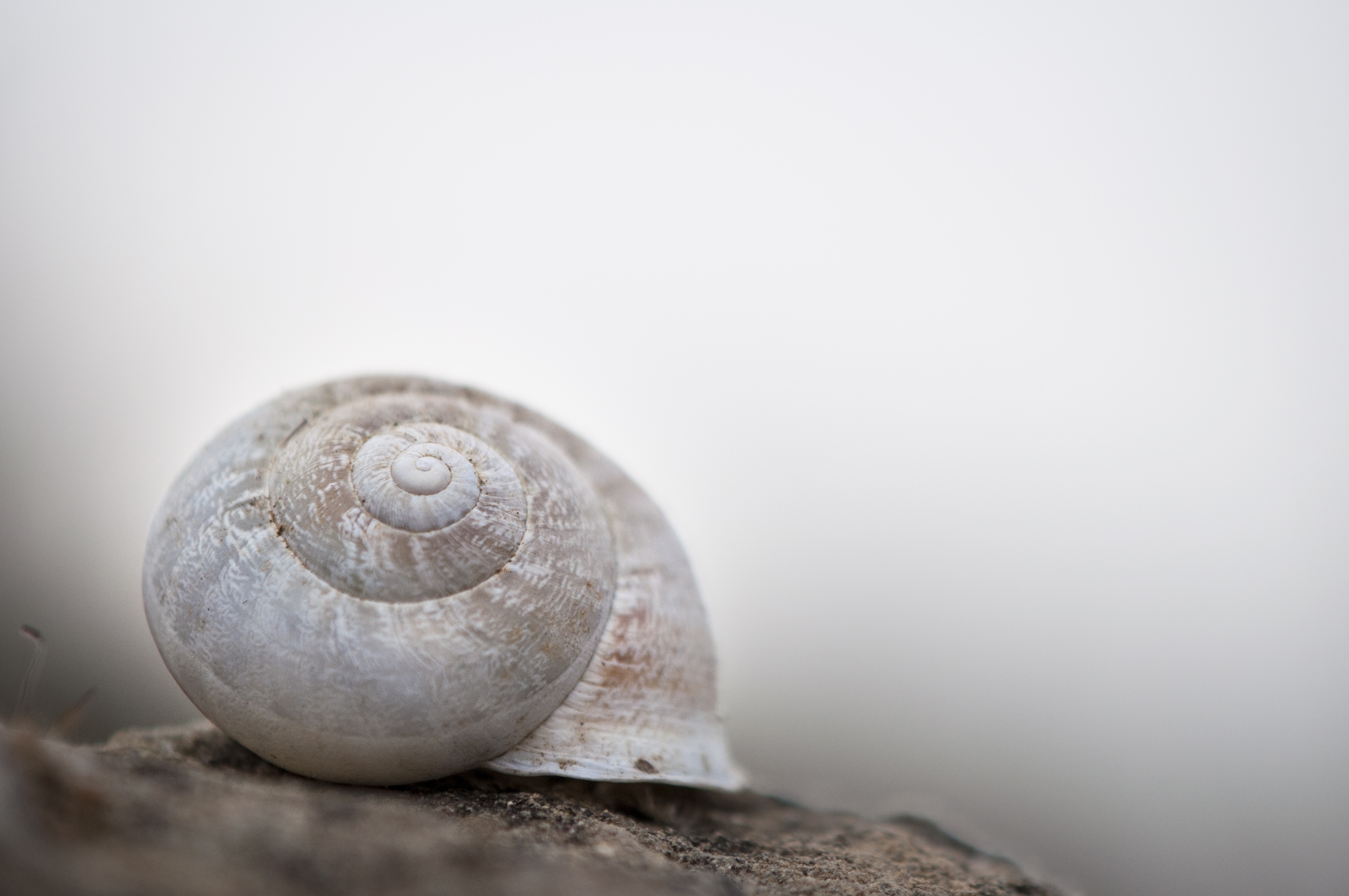 White shell. Ракушка улитки. Улитка с белым панцирем. Улитка с белой раковиной. Белая Ракушка.