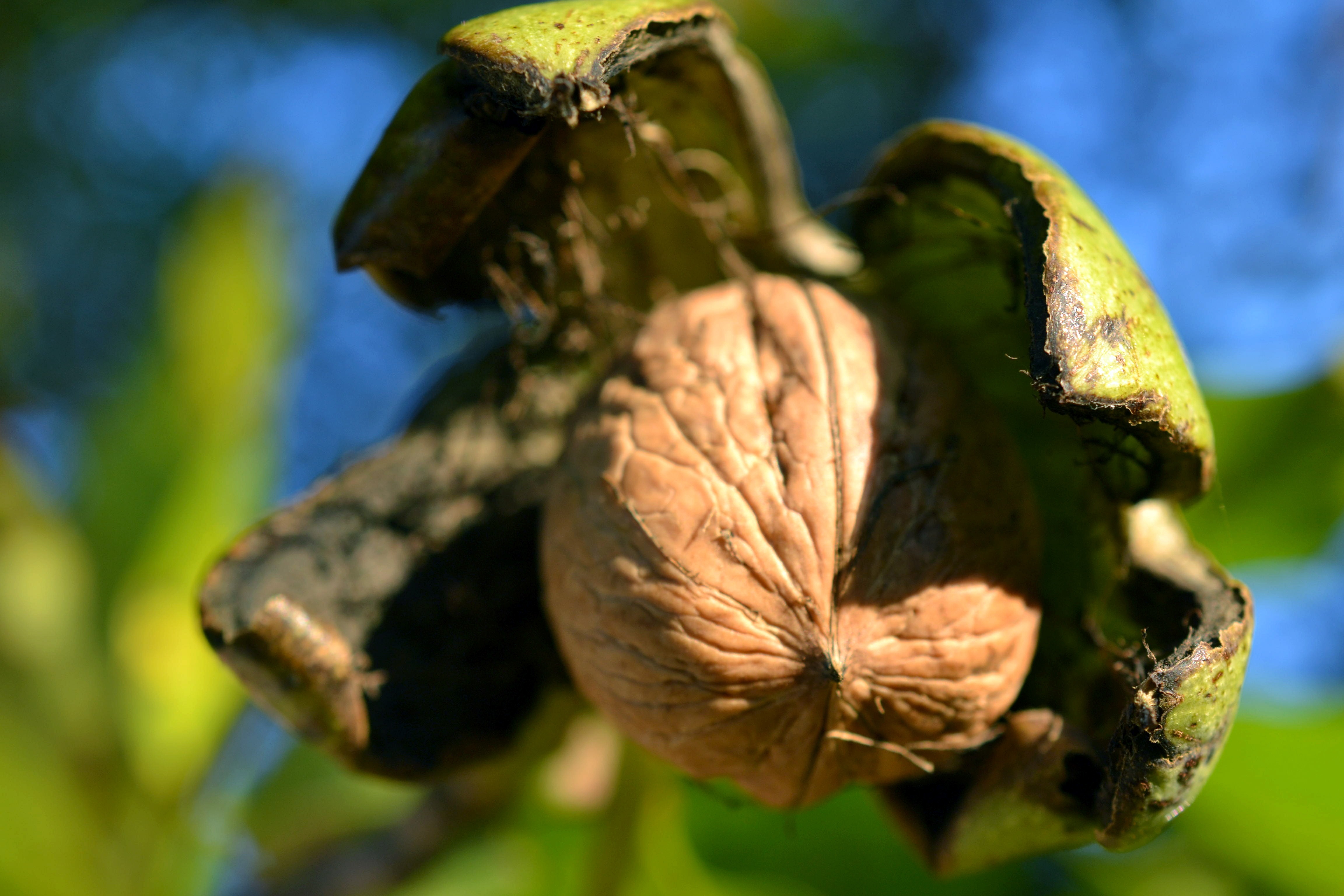 Walnut Shell free image download