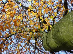 Autumn Leaf Tree