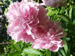 Peony Pink Blossom at garden