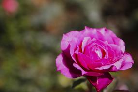 Rose Flower Blossom on a blurred background