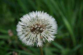 Dandelion Flower at Summer