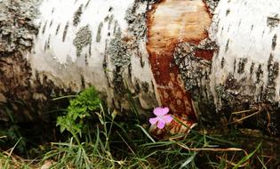 Birch bark and Flower