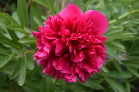 bright pink Peony Flower