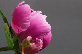 closeup photo of peony Pink Flower