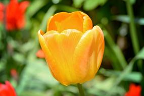 Close-up of the beautiful, yellow and orange tulip flower among the red flowers and green grass, in the garden