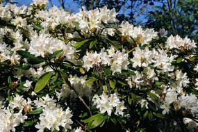 Flowers on Rhododendrons Bush