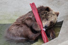 cute wet bear at the zoo
