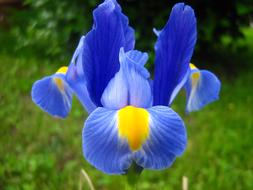 Purple Flower Iris at Spring
