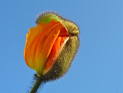 Poppy Blossom Bloom
