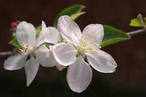 Flower Macro Bloom Apple