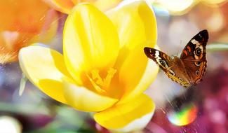 Close-up of the beautiful, blooming, yellow crocus flower in sunlight, and colorful butterfly, at background with colorful bokeh lights, clipart