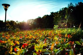 evening in the garden