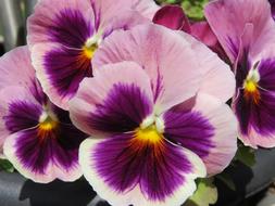 Pansies Purple close-up